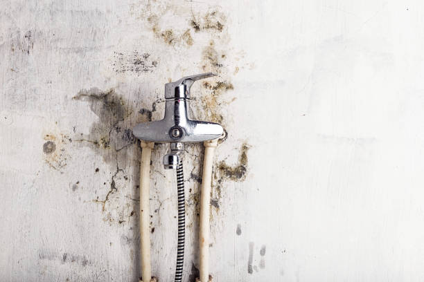 Best Mold Remediation  in Mcadenville, NC