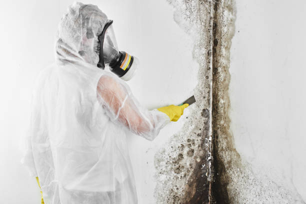 Best Office Mold Removal Services  in Mcadenville, NC