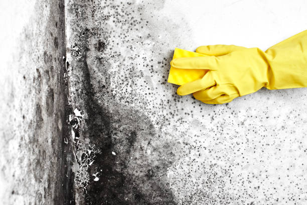 Best Professional Mold Removal  in Mcadenville, NC