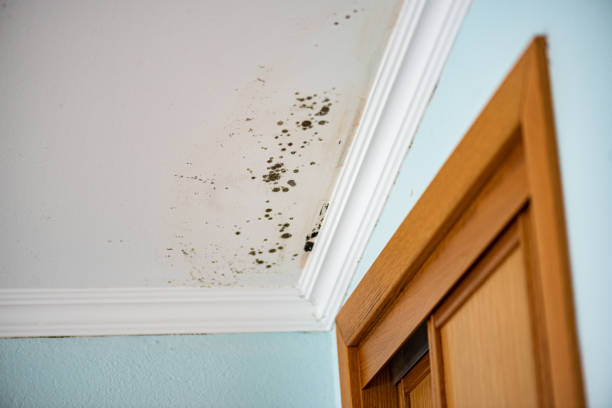 Best Black Mold Removal  in Mcadenville, NC