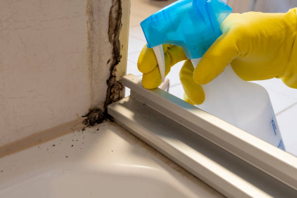 Reliable Mcadenville, NC Mold Removal Solutions