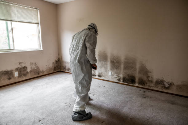 Best Local Mold Removal Service  in Mcadenville, NC