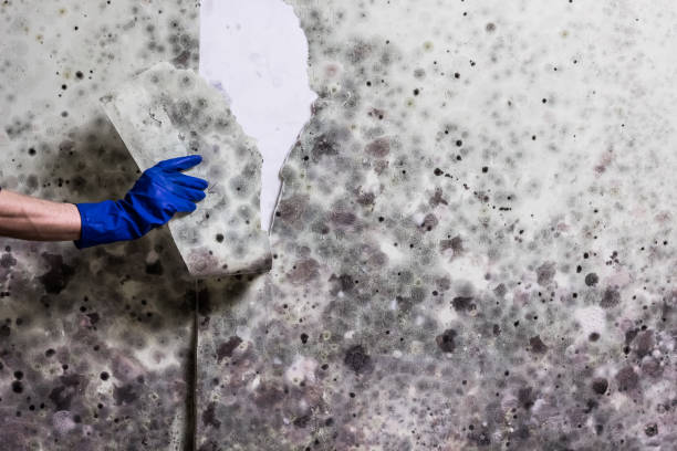 Best Mold Removal Company Near Me  in Mcadenville, NC